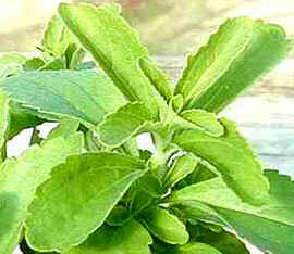 Stevia