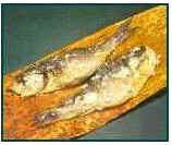 História do Sushi História do Sushi