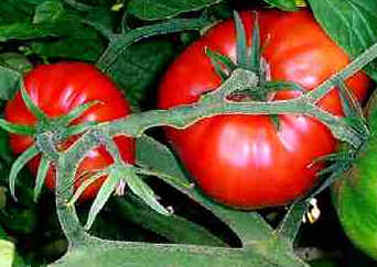 Tomate