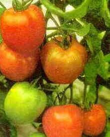Tomate