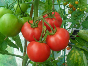 Tomate