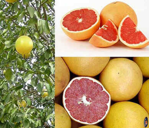 Toranja