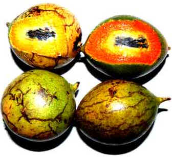 Tucumã
