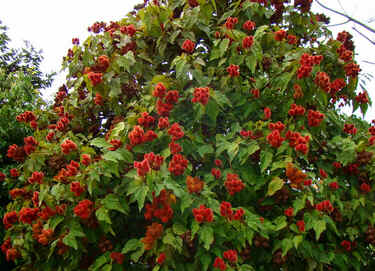 Urucum