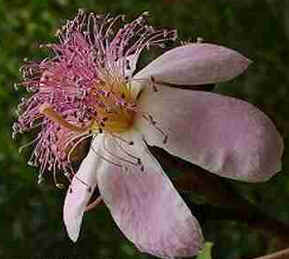 Urucum