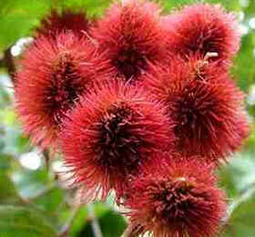Urucum
