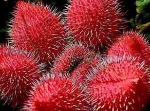 Urucum