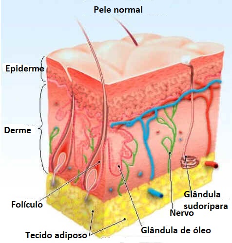 Epiderme