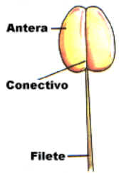 Gineceu Gineceu