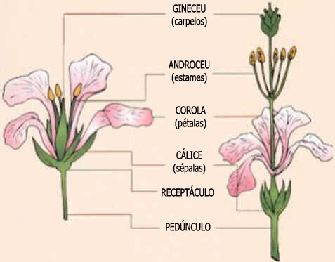 Gineceu Gineceu