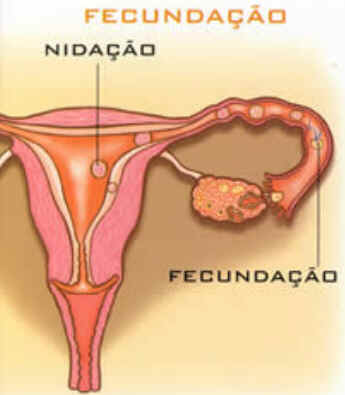 Nidação