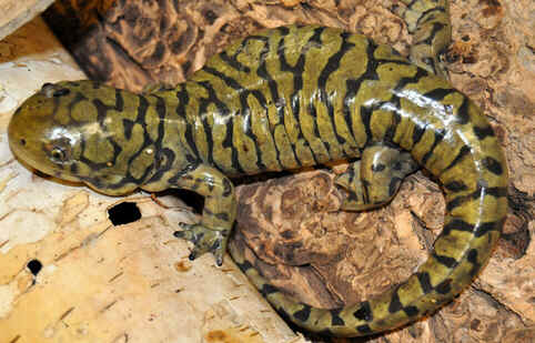 Salamandras