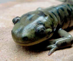 Salamandras