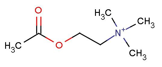 Acetilcolina Acetilcolina