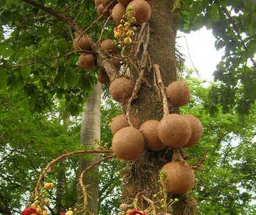 Abricó-de-Macaco