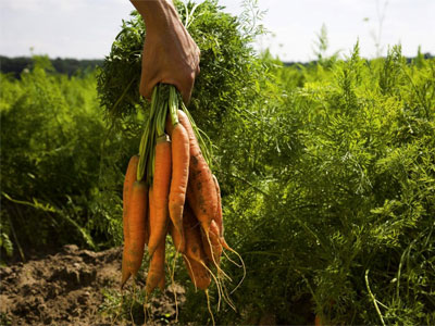 Agricultura Biológica