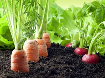 Agricultura Orgânica