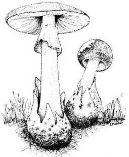 Amanita