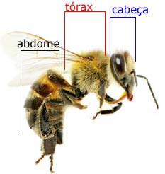 anatomia-da-abelha-1