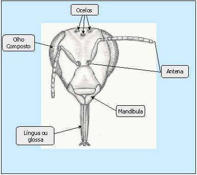 anatomia-da-abelha-2