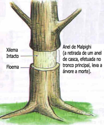 Anel de Malpighi