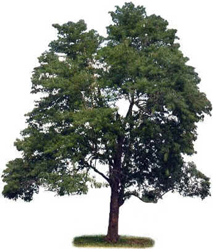 Angico