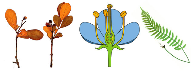 Angiospermas