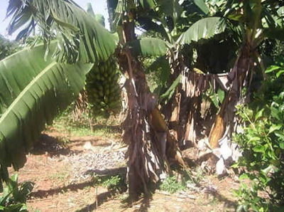 Bananeira Bananeira