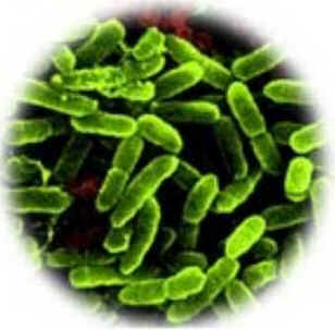 Bacteremia Bacteremia