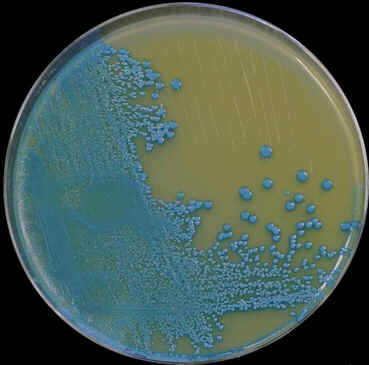 Biologia