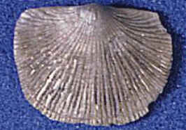Brachiopoda