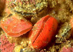 Brachiopoda