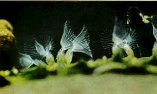 Bryozoa