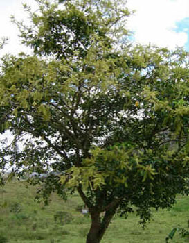 Cabreúva Cabreúva