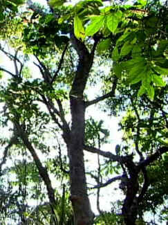 Caixeta Caixeta