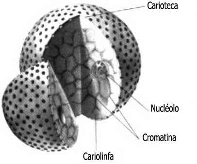 Carioteca Carioteca
