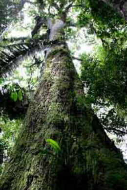 Castanheira