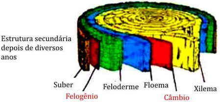 Caule Caule