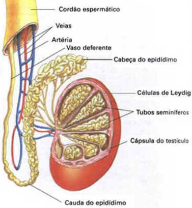 Célula de Leydig Célula de Leydig