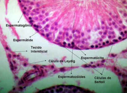 Células de Sertoli Células de Sertoli