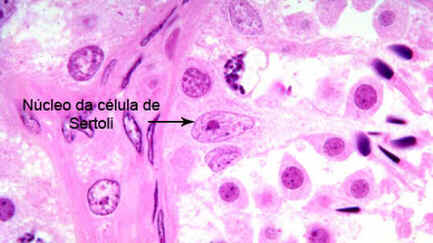 Células de Sertoli Células de Sertoli