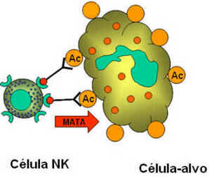 Células Natural Killer