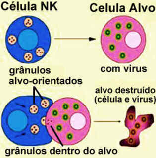 Células Natural Killer