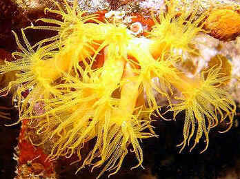 Coral Sol Coral Sol