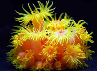 Coral Sol Coral Sol