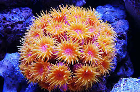 Coral Sol Coral Sol