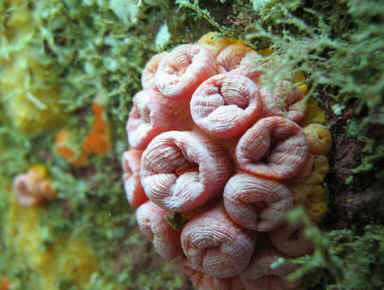 Coral Sol Coral Sol