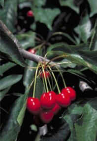 Cerejeira