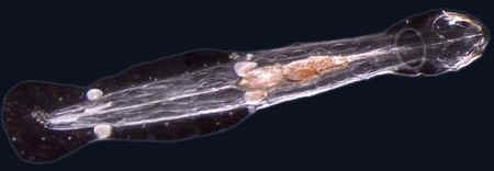 Chaetognatha Chaetognatha
