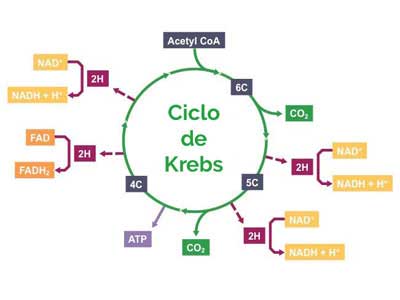 Ciclo de Krebs